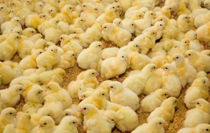 افزایش ۲۰ درصدی جوجه‌ریزی در واحدهای مرغداری گوشتی کردستان