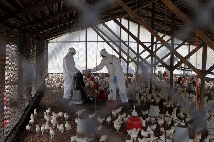 درگیری 58 مرغداری قم  با بیماری آنفلوانزای فوق حاد پرندگان 