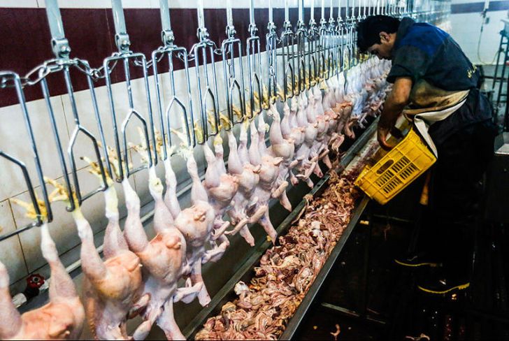  جمع آوری روزانه ۸۰۰ تن مرغ مازاد از بازار