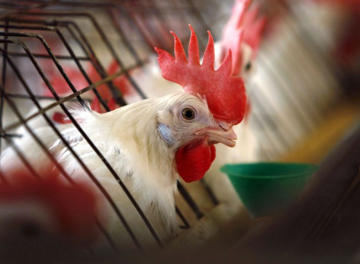 استفاده مسئولانه از آنتی بیوتیک بجای حذف آن در مرغداری ها