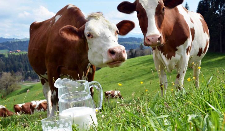 خامی زیرساخت‌های عرضه شیر خام در بورس