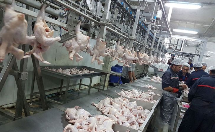 ۳۰ هزار تن گوشت مرغ در مرغداری های استان قزوین تولید شد