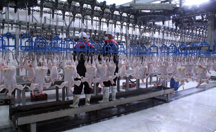 صادرات مازاد مرغ با نرخ بالای تولید سازگاری ندارد
