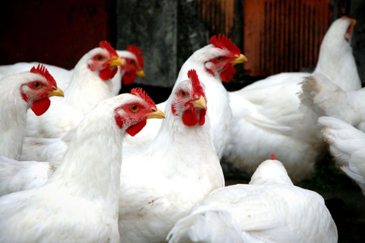 تزریق هورمون برای رشد مرغ واقعیت ندارد