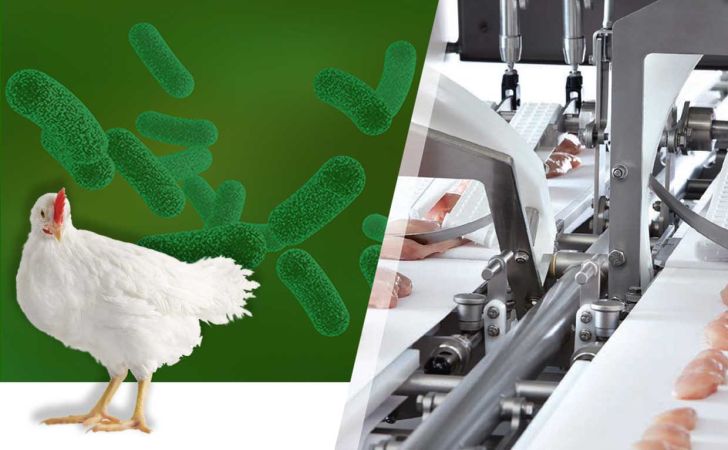 چگونه در پرورش طیور به طور ایمن استفاده از آنتی بیوتیک را قطع کنیم؟