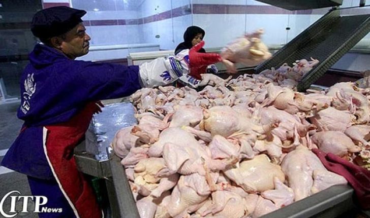 رشد ۱۶ درصدی تولید گوشت مرغ در ایران طی ۳ سال آینده
