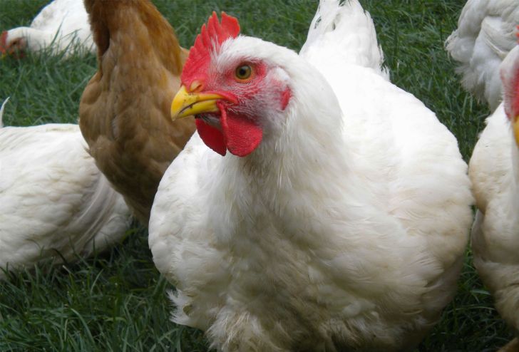 افزایش 30 درصدی جوجه ریزی مرغ تخم گذار