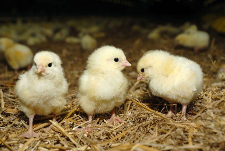 جوجه یکروزه ۱۲۰۰ تومان ارزان شد/افزایش صادرات مرغ در دستور کار