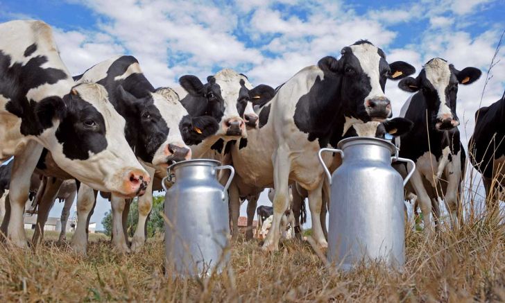 دامداران به حجتی نامه نوشتند/ حجم خرید توافقی شیر افزایش یابد