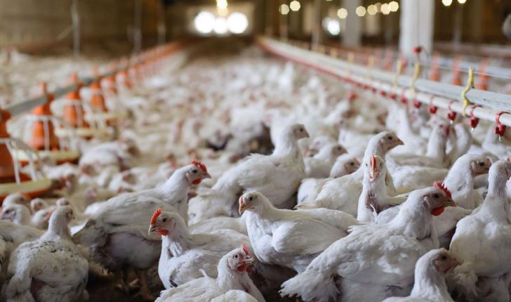 آنفلوانزا صنعت مرغ گوشتی کشور را تهدید نمی‌کند