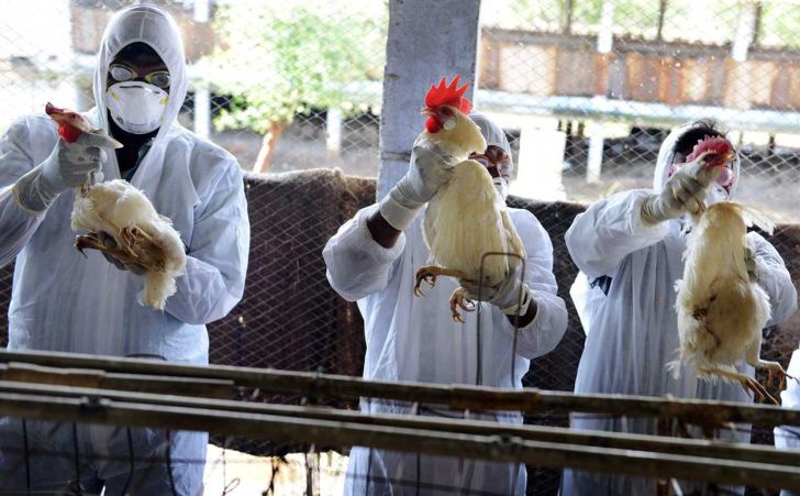  شناسایی بیش از ۱۷۰ کانون آلوده به آنفلوانزای پرندگان