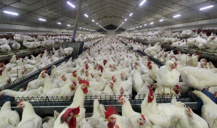 افتتاح بزرگ ترین مزرعه مرغ مادر گوشتی غرب کشور