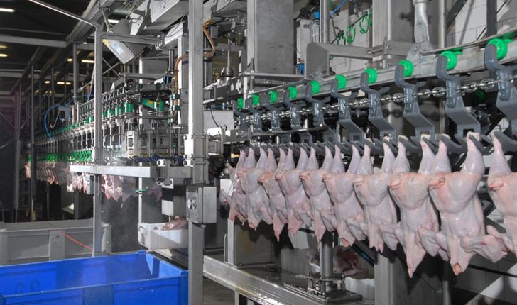 صادراتی شدن مرغ ایرانی با تزریق یارانه تولید