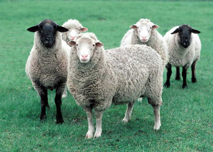 مشکلات ناشی از آمیخته گری (CROSS-BREEDING) در گوسفندان ایران