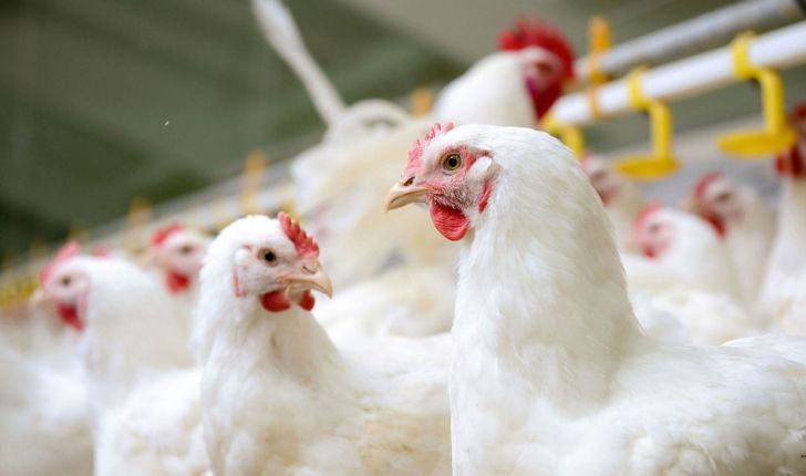  چرا ایران در تجارت جهانی مرغ ناکام ماند
