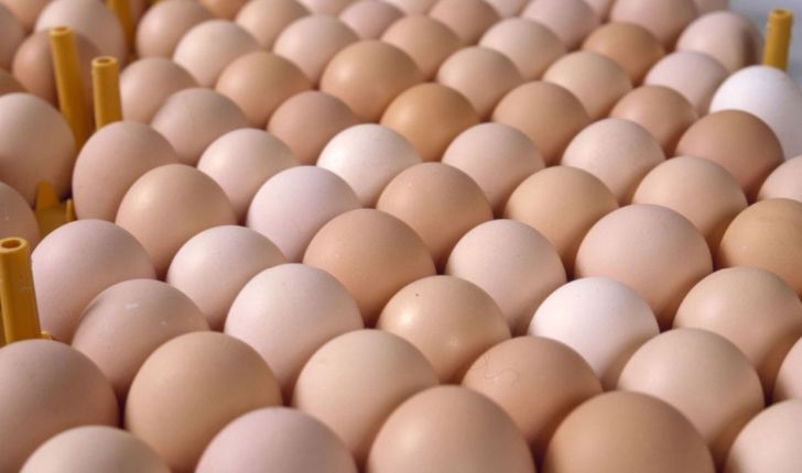 ترکیه صادرات تخم‌مرغ ایران به قطر را نصف کرد