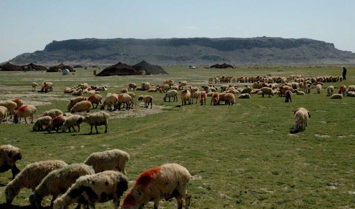 ضریب خودکفایی گوشت قرمز در ایران ۹۰ درصد است