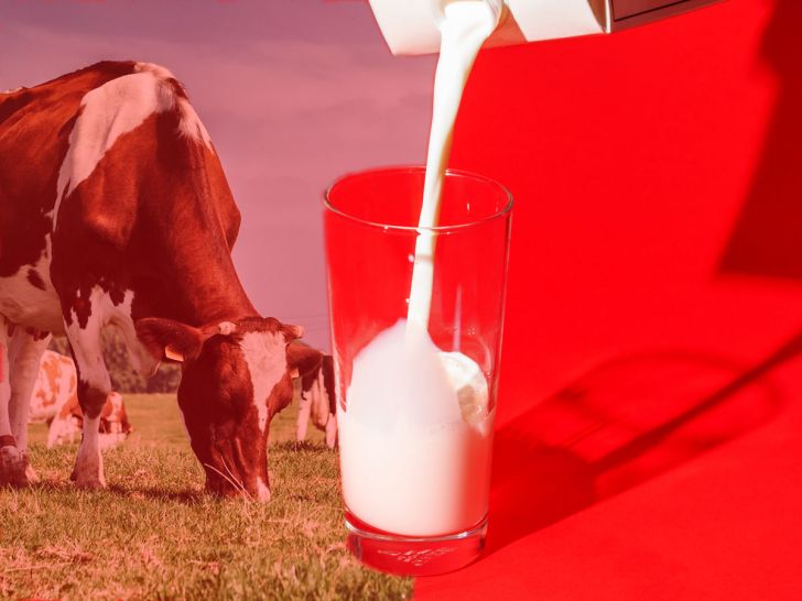 ارزش غذایی شیر و مقایسه شیر گاو و گاومیش