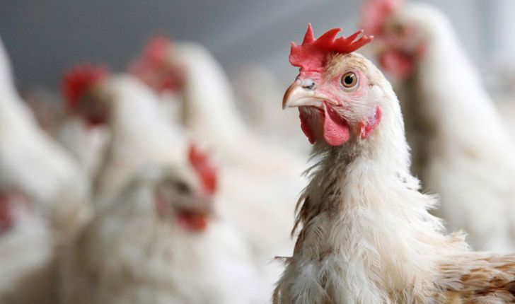 هشدار دامپزشکی اردبیل در خصوص شیوع بیماریهای تنفسی پرندگان