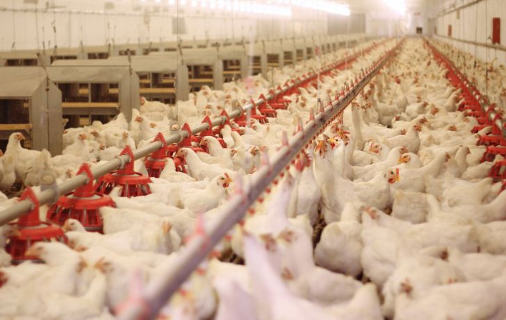گیلان بر سکوی سوم تولید مرغ کشور