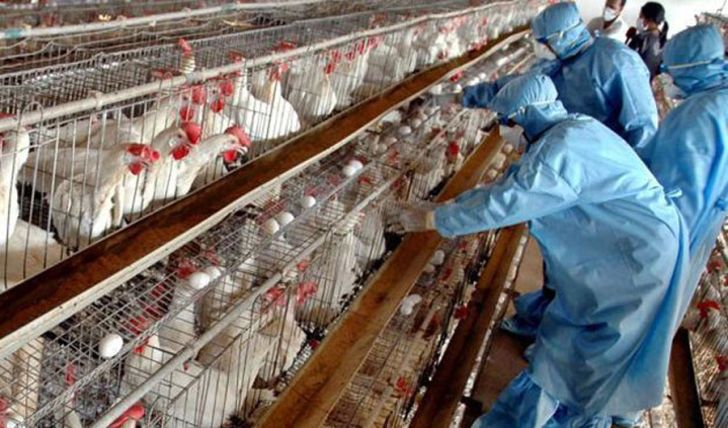 مشاهده بیماری آنفلوانزای مرغی در استان زنجان