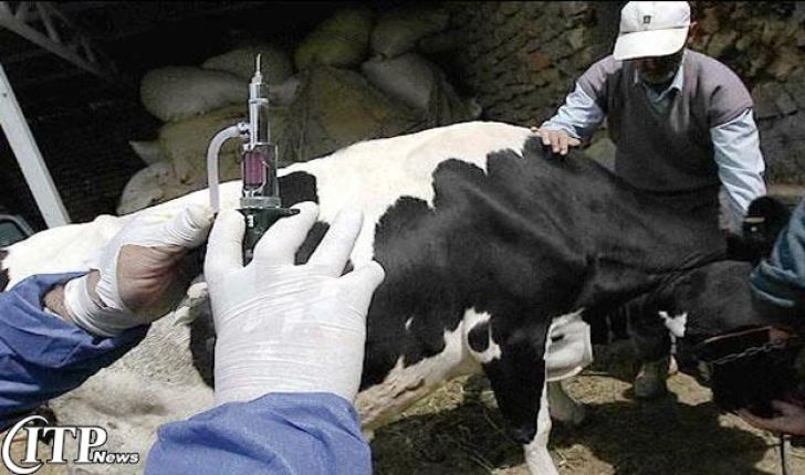واکسیناسیون بیش از929  هزار راس دام بر علیه بیماری بروسلوز در استان ایلام