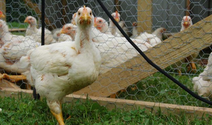 آنفولانزا مرغی به داخل استان سرایت نکرده است
