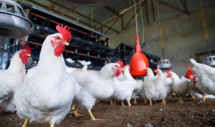 دلال‌ها عامل اصلی خروج مرغ زنده از مازندران