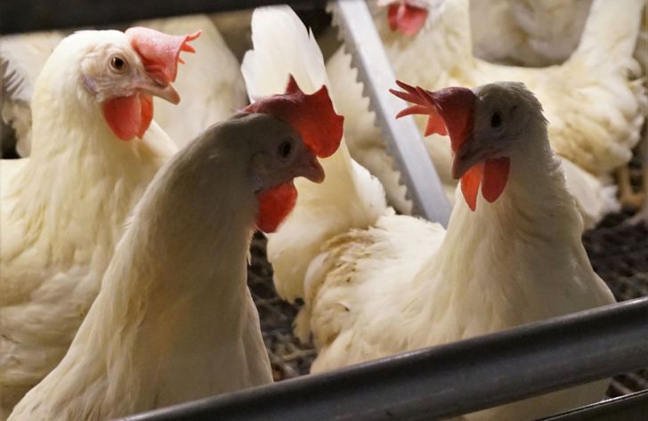 تنها 20 درصد مرغداری های استان امکان تولید مرغ بی آنتی بیوتیک را دارد