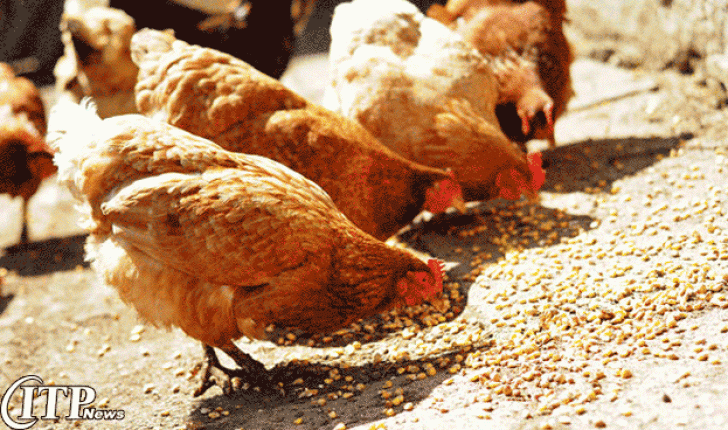 استعمال اسیدبوتیریک و کاهش مصرف خوراک مرغ های گوشتی