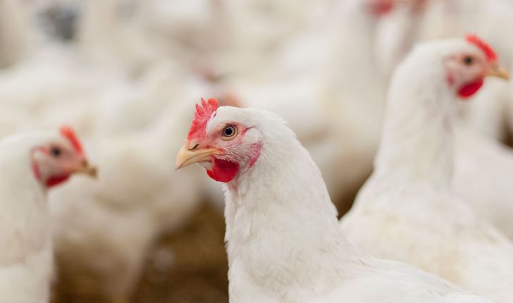 استفاده از هورمون در پرورش مرغ صحت ندارد