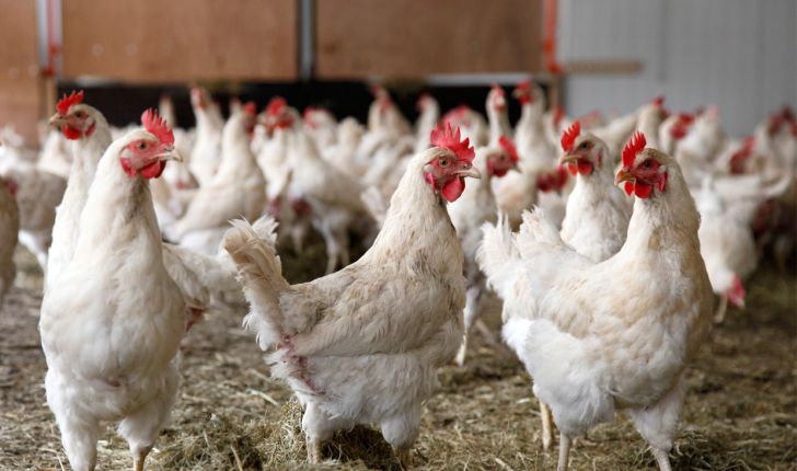 30 درصد از ظرفیت تولید صنعت مرغداری کشور بدون استفاده است