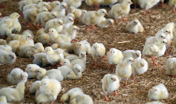 گردش پیکان افزایش قیمت جوجه‌یک‌روزه به سمت ورشکستگی مرغداران