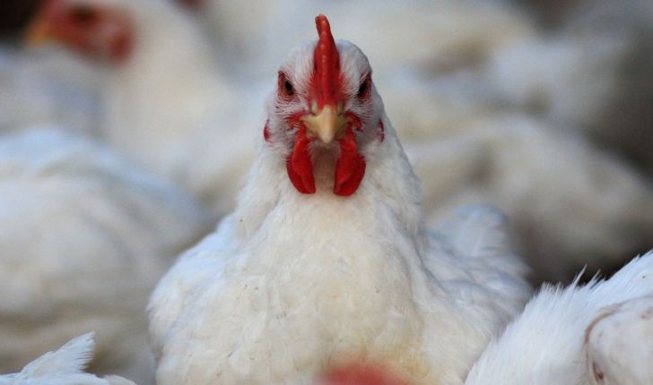 نوسان قیمت مرغ تولیدکنندگان را از صحنه خارج می‌کند