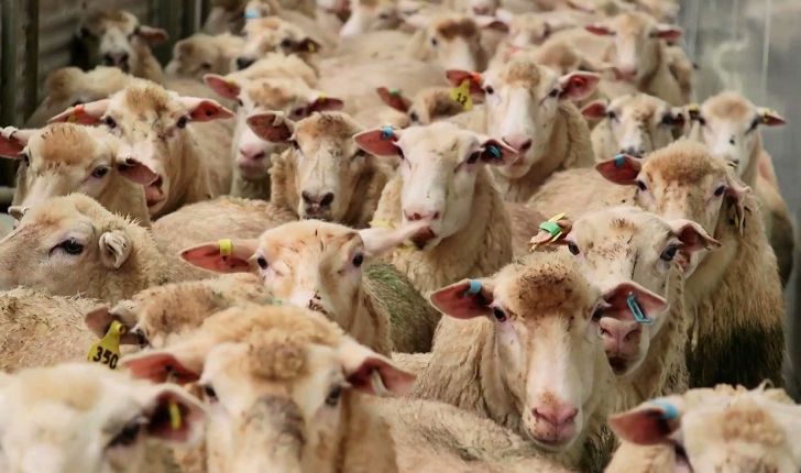  شکایت صادرکنندگان دام زنده علیه اتحادیه گوشت گوسفندی