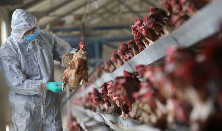 شناسایی چند کانون آنفلوانزای مرغی در مازندران