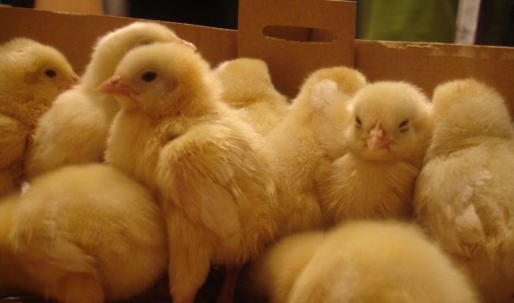  دفاتر واسطه‌ای، ارتباط مرغداران گوشتی با تولیدکنندگان جوجه را قطع کرده‌اند