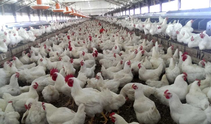 محدودیت بهداشتی صادرات مرغ و تخم مرغ رفع شد/تجار اقدام کنند