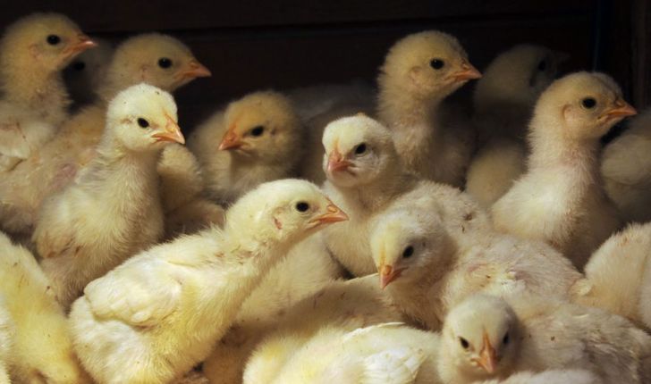 افزایش قیمت جوجه و زیاندهی تولیدکنندگان مرغ