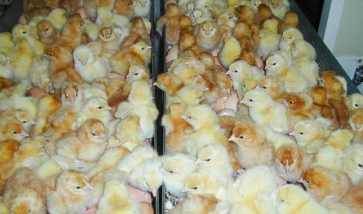 صادرات 2.5میلیون جوجه یک روزه گوشتی و تخمگذار از تبریز به خارج از کشور