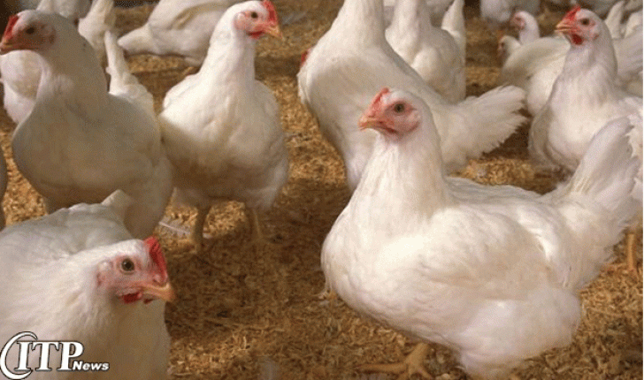 درخواست محدودیت واردات مرغ ارزان از سوی اتحادیۀ مرغداران ارمنستان