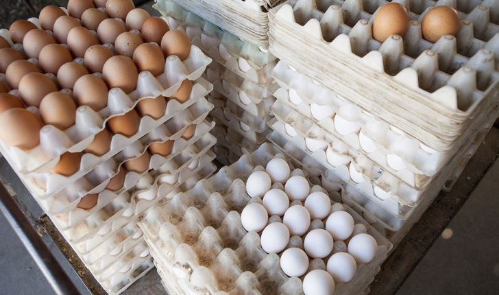 احتمال آغاز صادرات تخم مرغ به افغانستان
