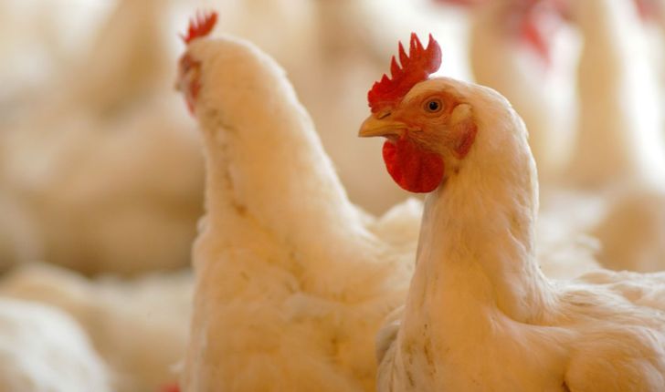 انحصاری در عرضه مرغ اجداد وجود ندارد