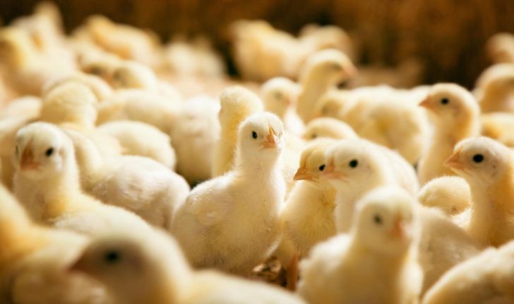 کاهش جوجه ریزی توفیق اجباری برای نماندن مرغ در مرغداری