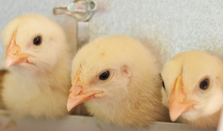 صادرات مرغ ازسرگرفته شد/مرغداران جوجه یکروزه رابالاتر از۱۵۰۰نخرند