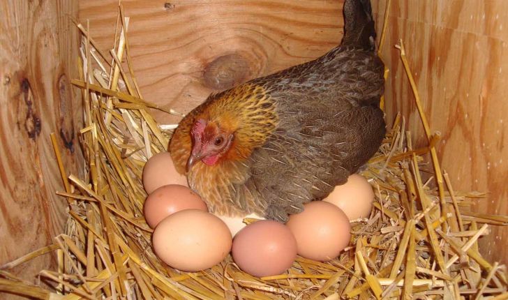 مرغ و تخم مرغ ایران بدون مشتری ماند