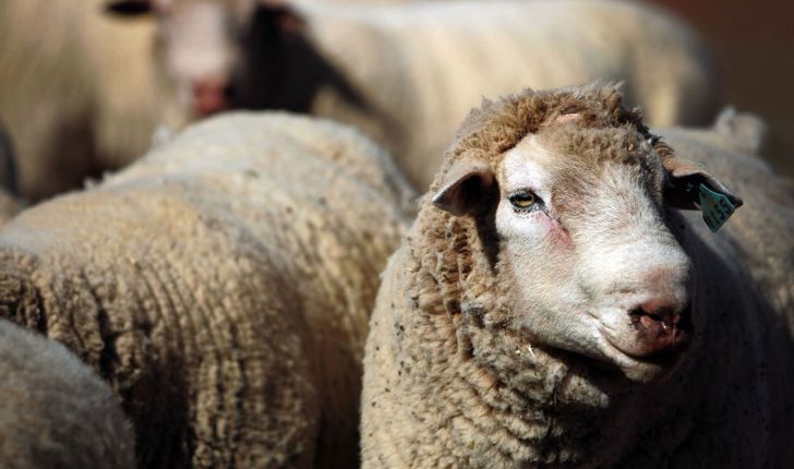 افزایش قیمت گوشت گرم گوسفندی غیرواقعی و کاذب است