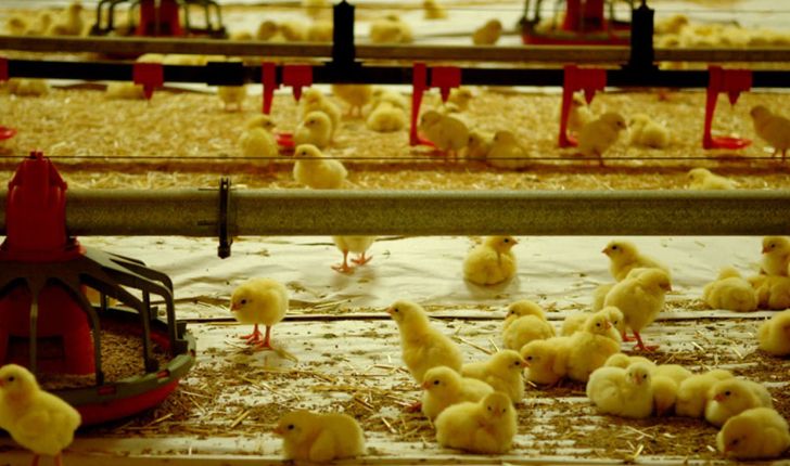افزایش ۱۲ درصدی جوجه‌ریزی در واحدهای مرغ گوشتی همدان
