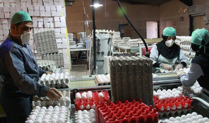 تامین تخم‌مرغ مورد نیاز قطر