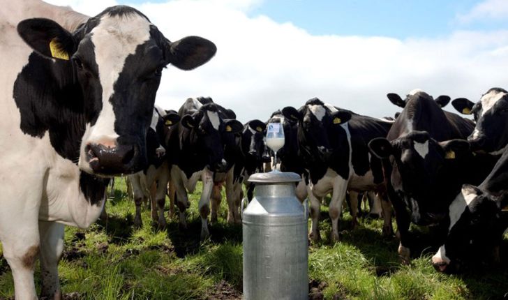 قیمت شیر چه زمانی نهایی می‌شود؟
